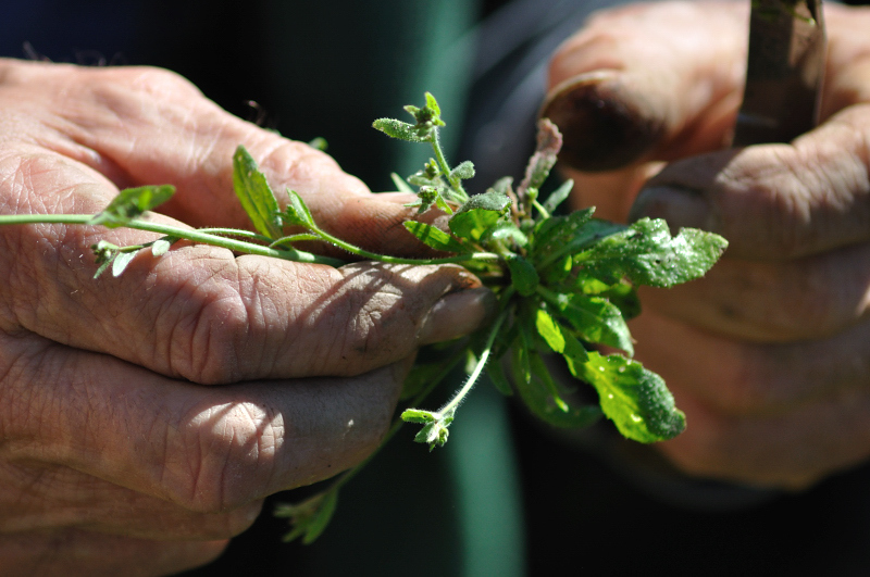 inventaire et cueillette de salades sauvages