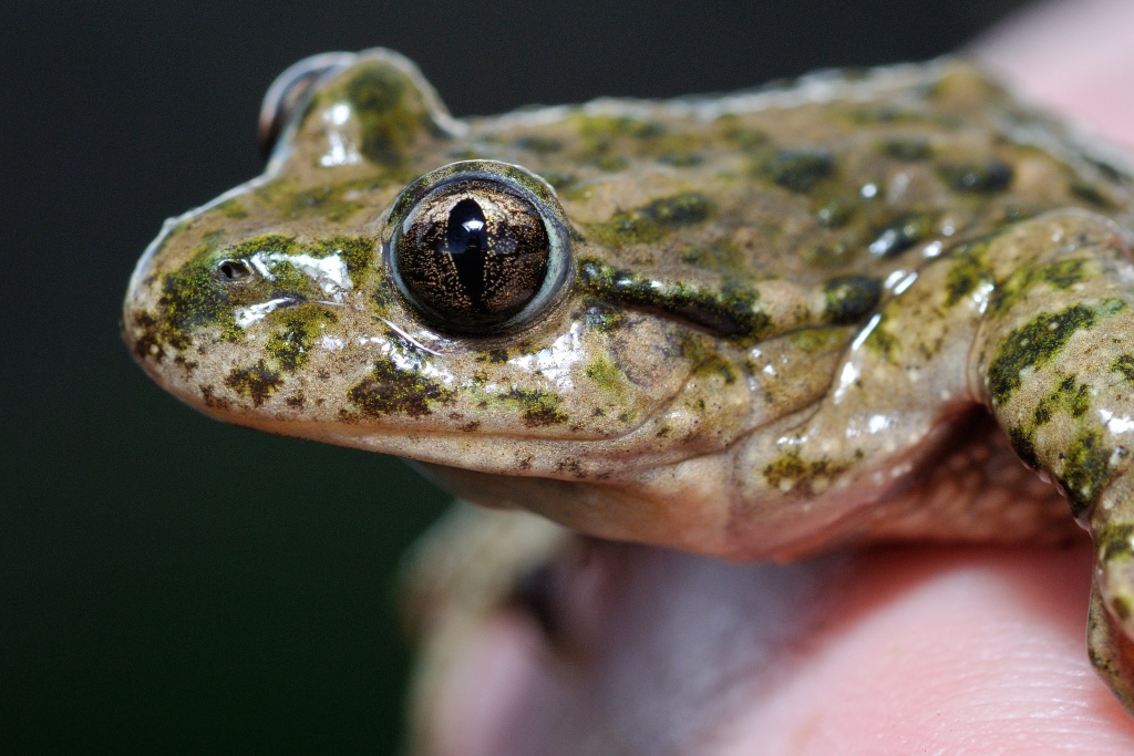 inventaire citoyen de la biodiversité - nuit de la chouette et de la grenouille - photo de D. Chavy - Parc naturel régional du Verdon