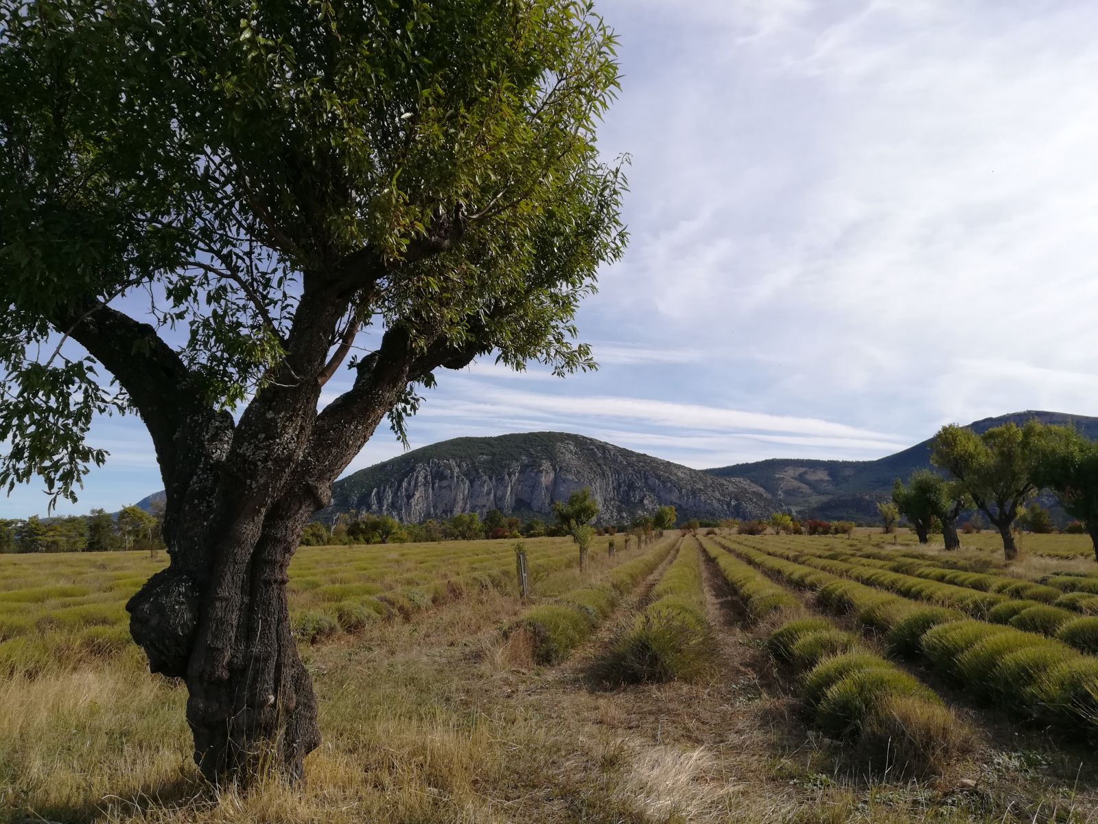 Haie plantée sur le plateau de Valensole - 2020